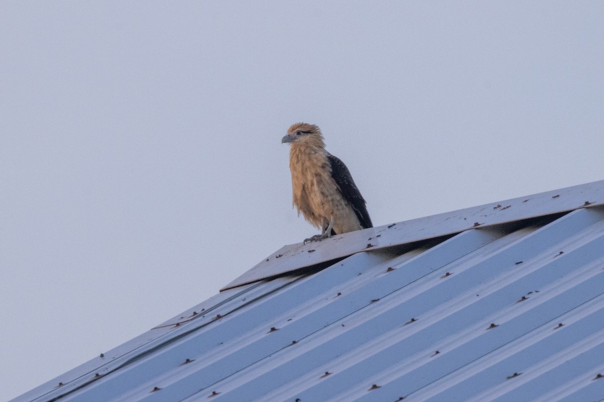 Yellow-headed Caracara - ML646675306
