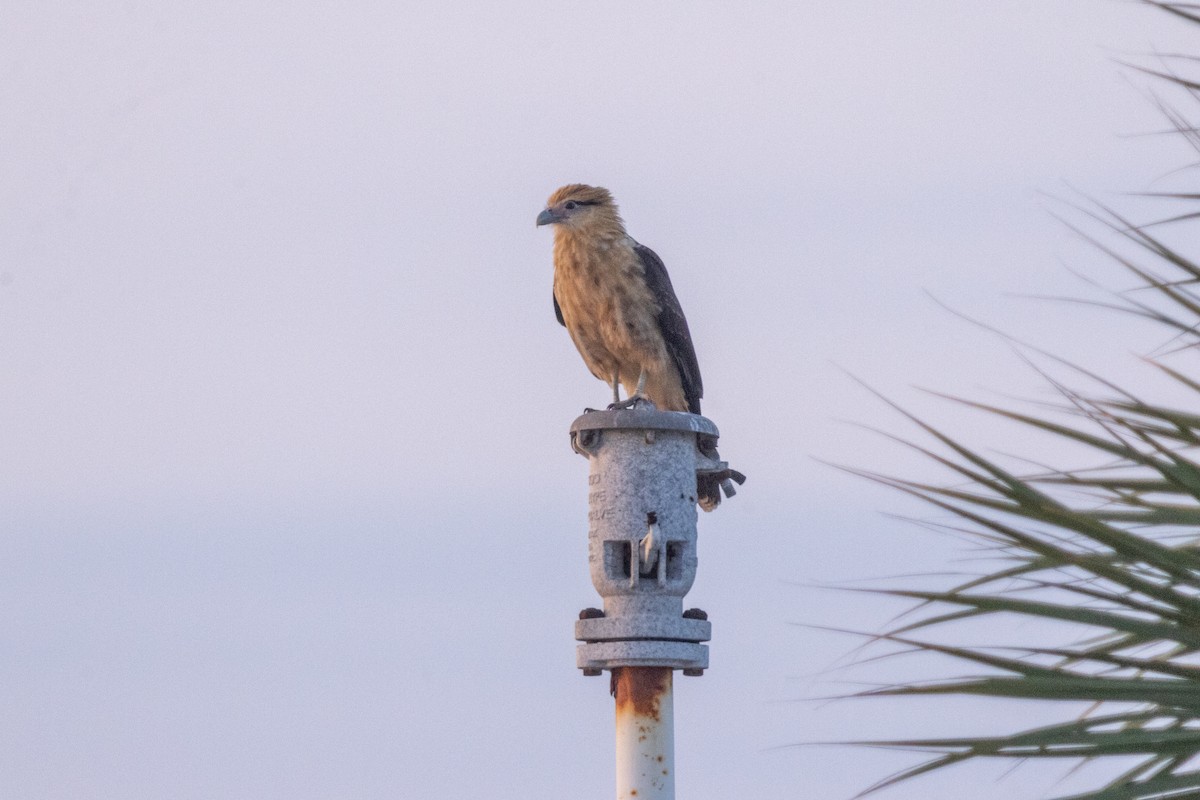 Yellow-headed Caracara - ML646675307