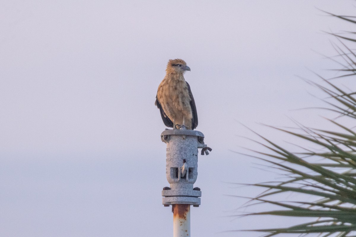 Yellow-headed Caracara - ML646675308