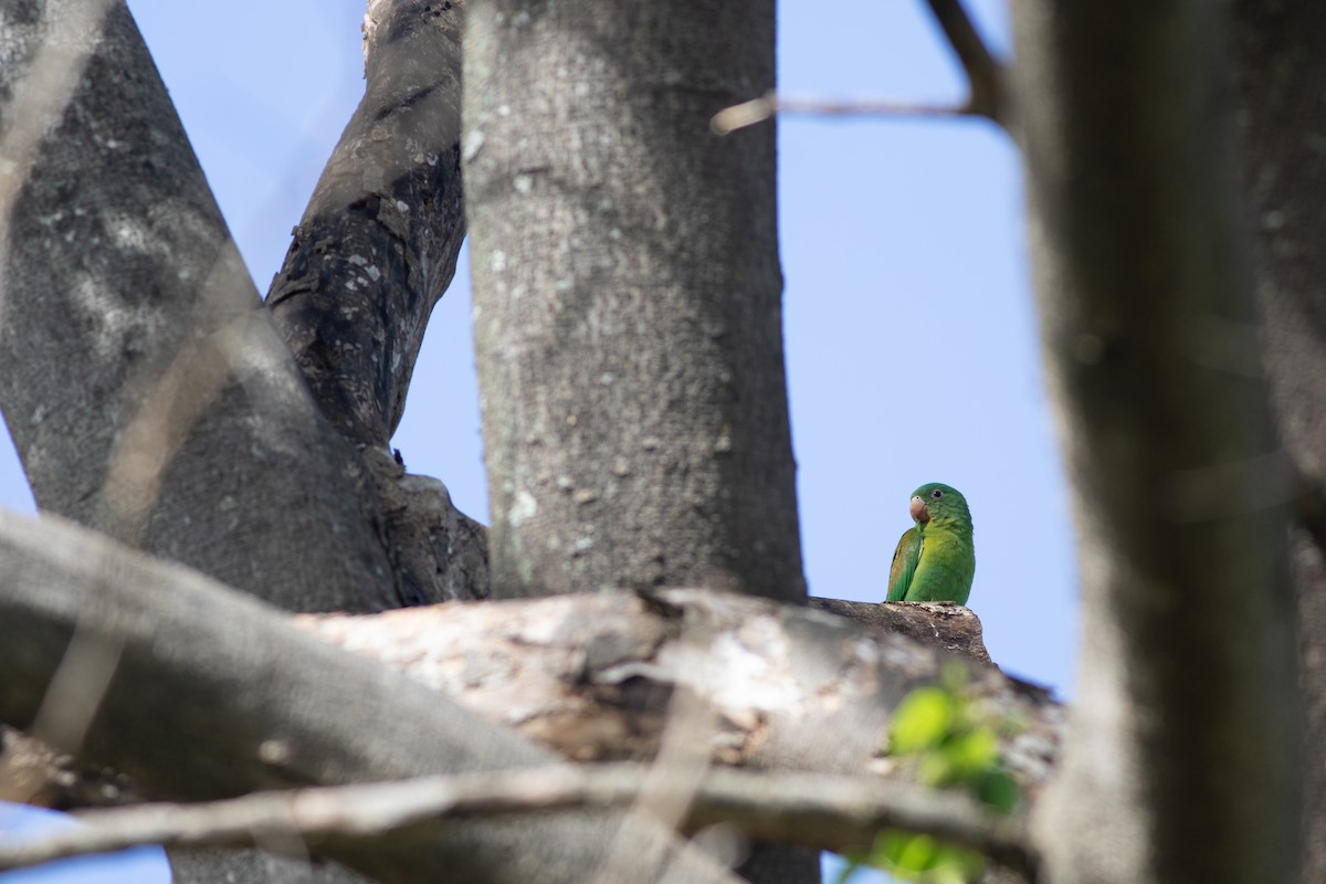 Orange-chinned Parakeet - ML646675313