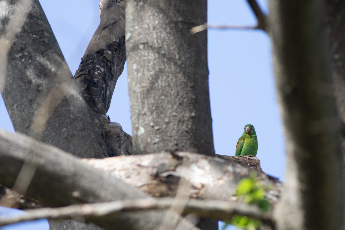 Orange-chinned Parakeet - ML646675314