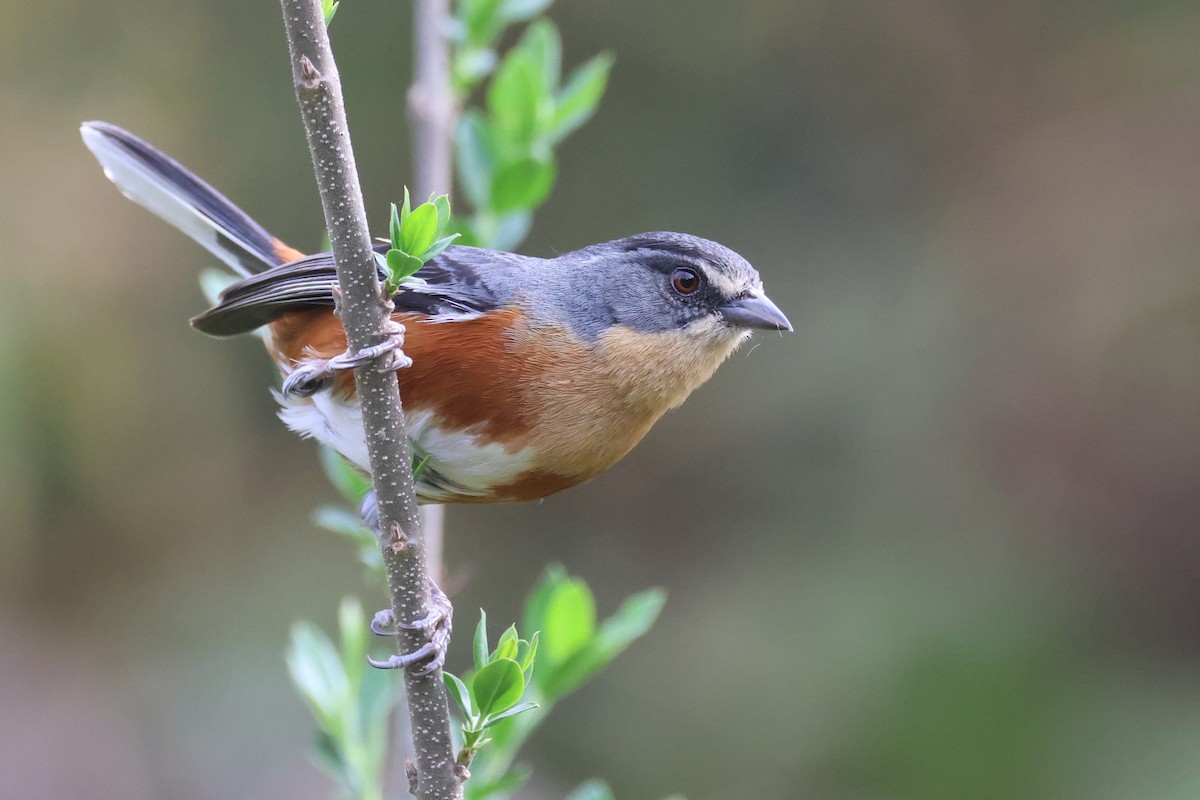 Buff-throated Warbling Finch - ML646675323