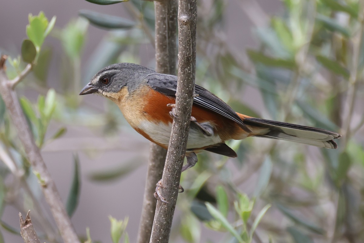 Buff-throated Warbling Finch - ML646675324