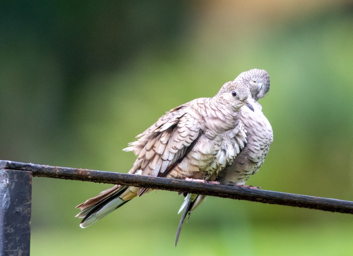 Inca Dove - ML646675328