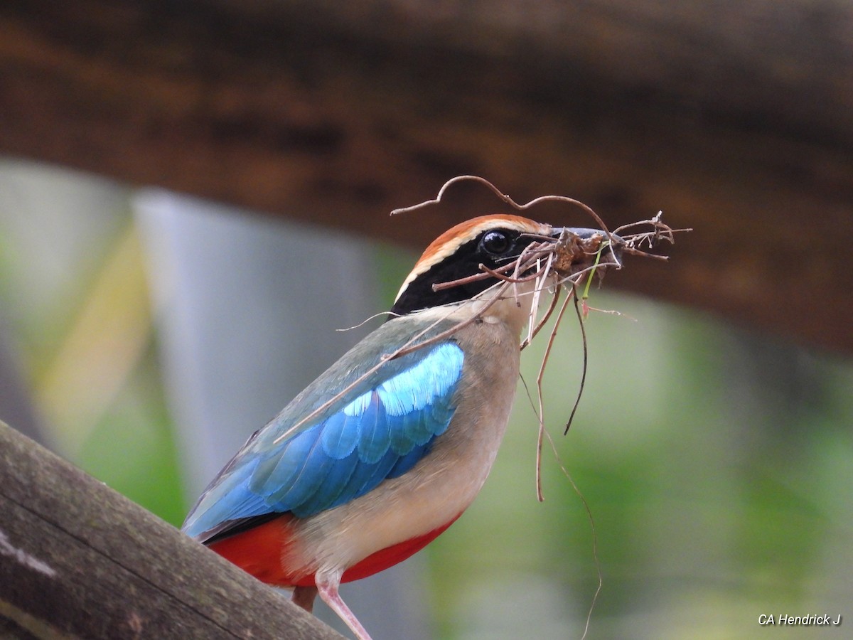 Fairy Pitta - ML646675334