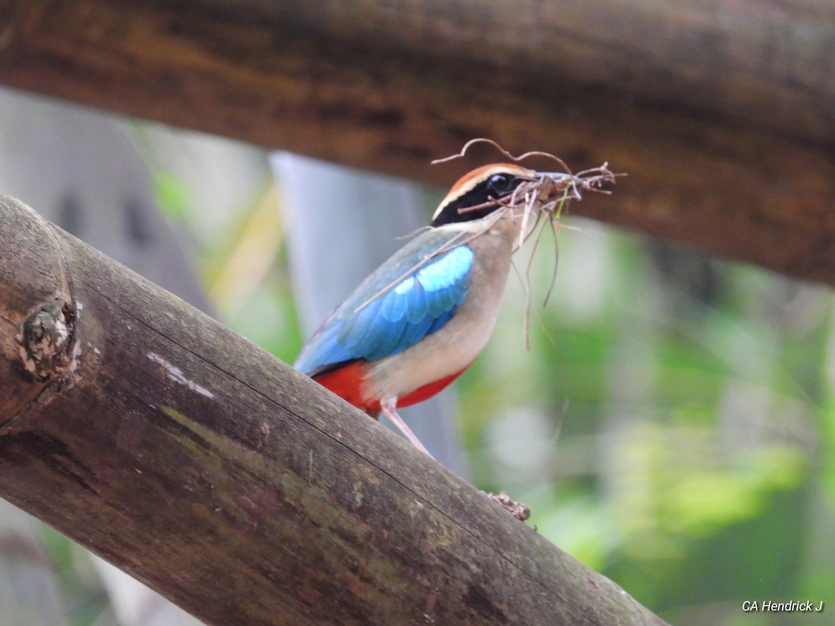 Fairy Pitta - ML646675335