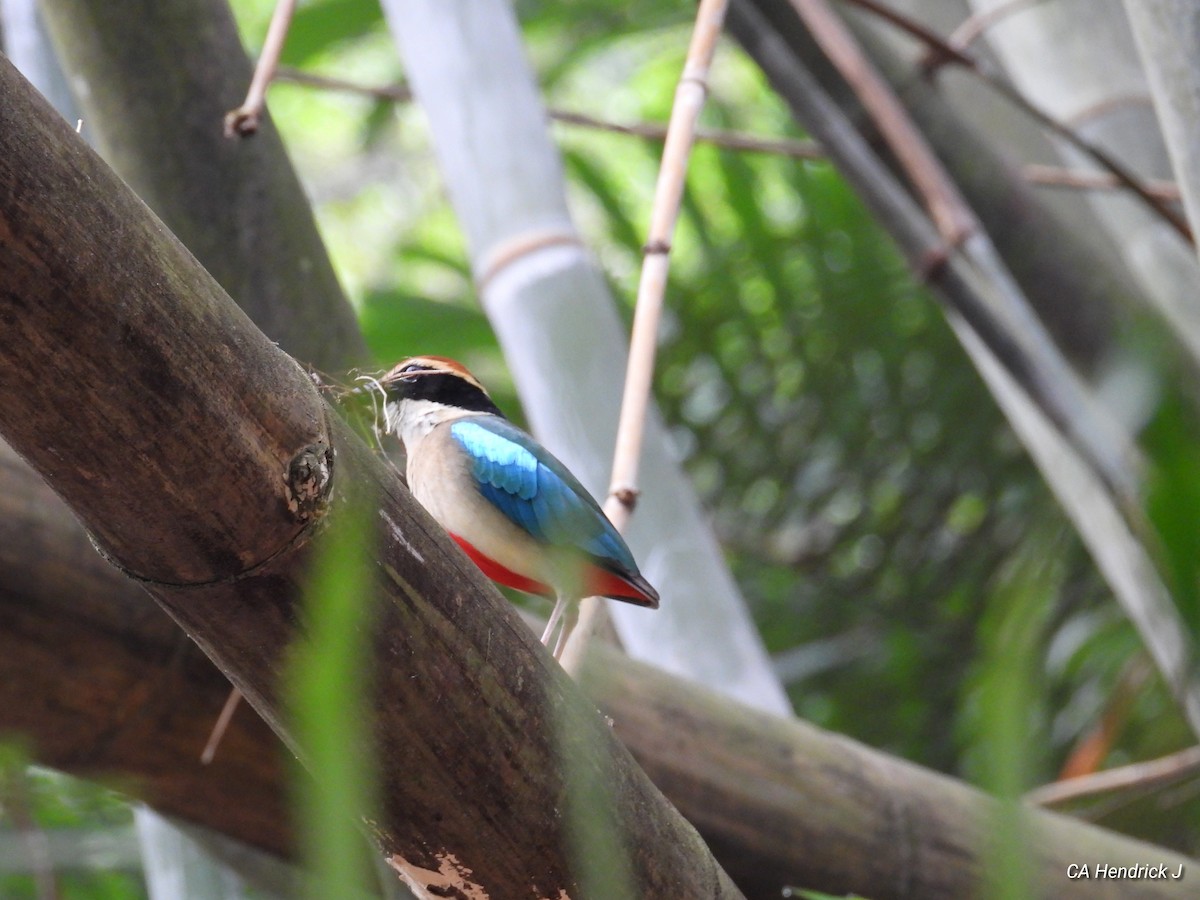 Fairy Pitta - ML646675339