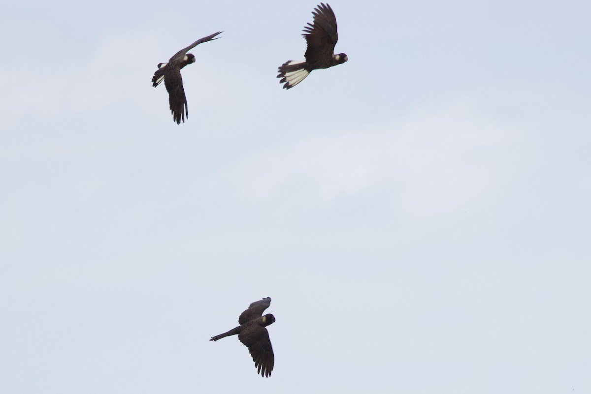 Carnaby's Black-Cockatoo - ML646675341