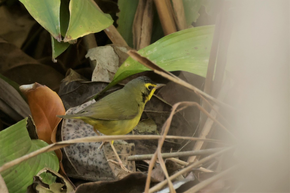 Reinita de Kentucky - ML646675342