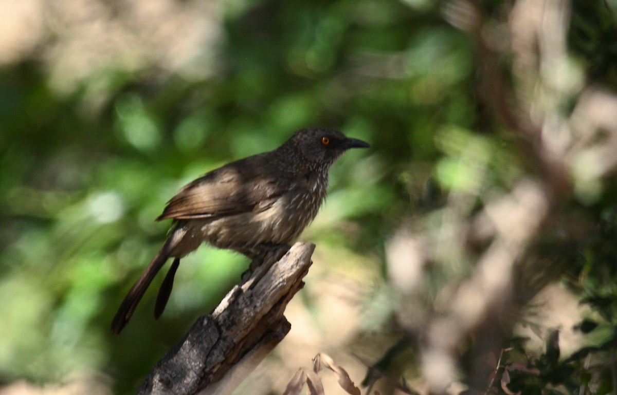 Arrow-marked Babbler - ML646675345
