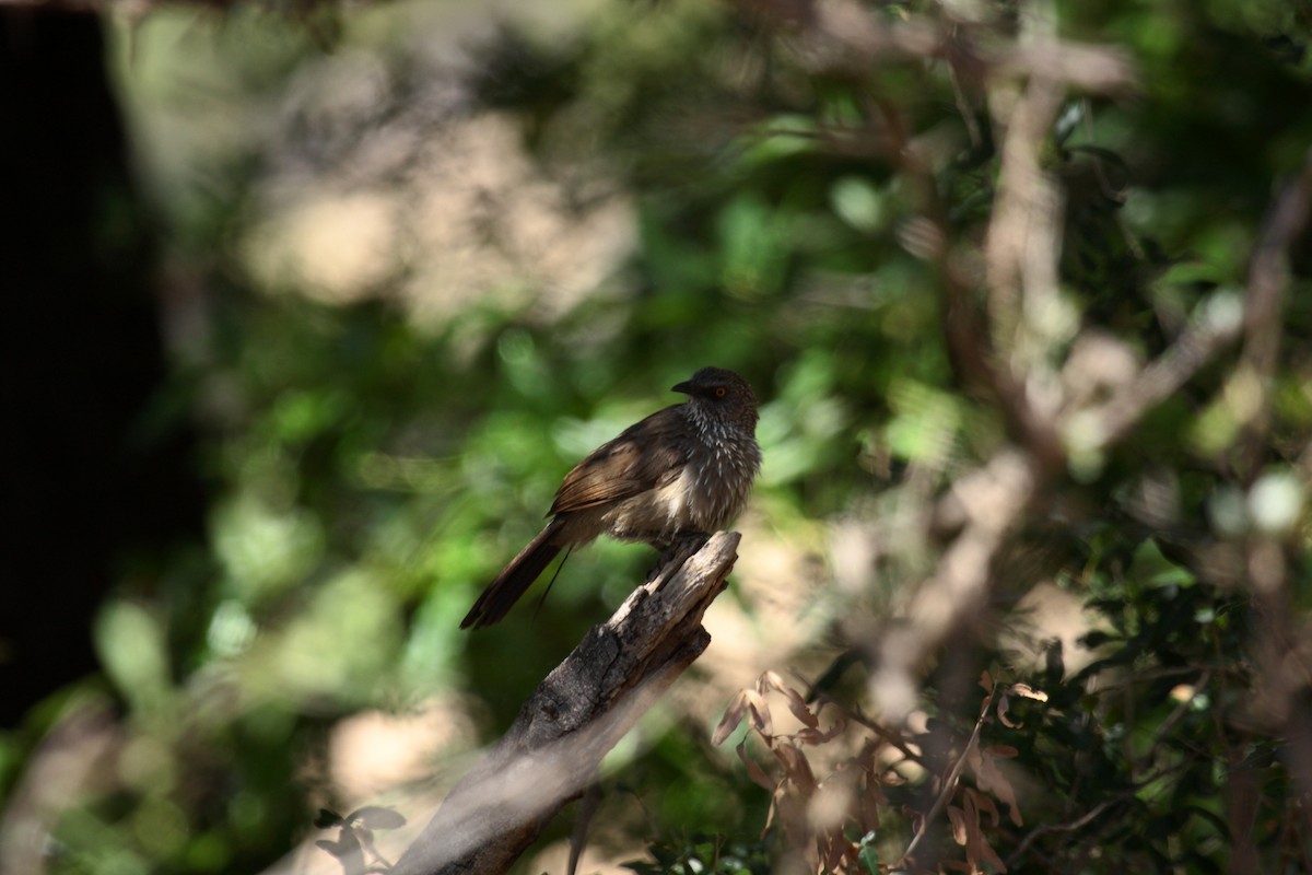 Arrow-marked Babbler - ML646675346