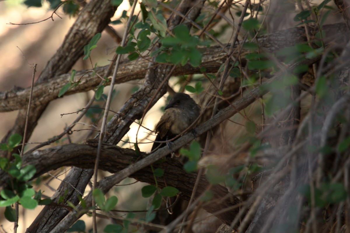 Arrow-marked Babbler - ML646675347