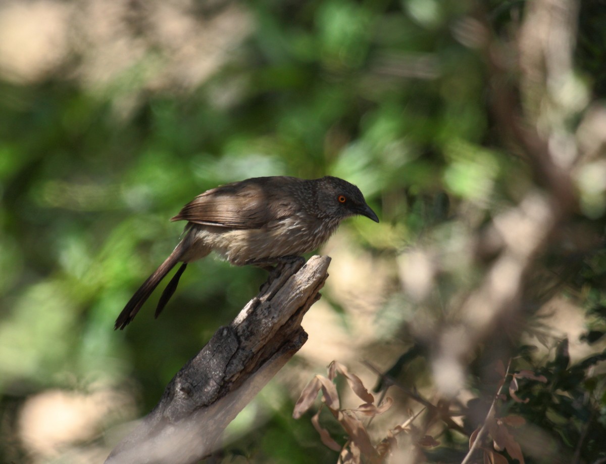 Arrow-marked Babbler - ML646675348