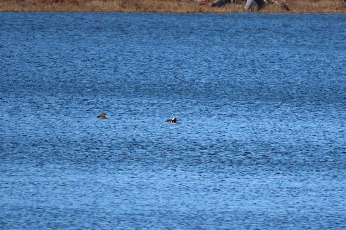 Hooded Merganser - ML646675353