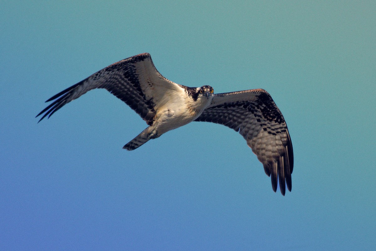 Osprey (American) - ML646675354