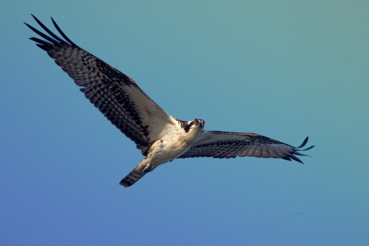 Osprey (American) - ML646675355