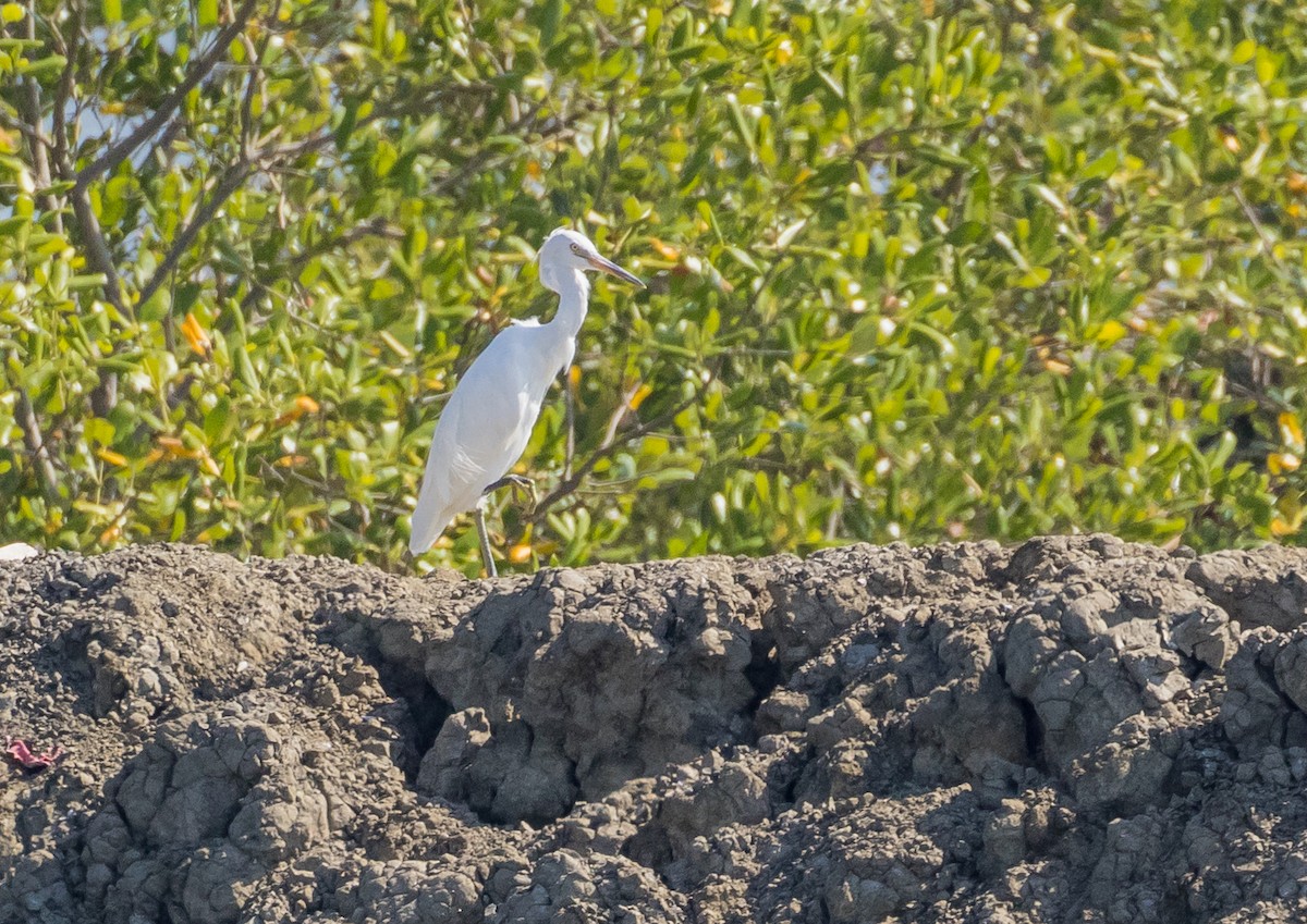 カラシラサギ - ML646675356