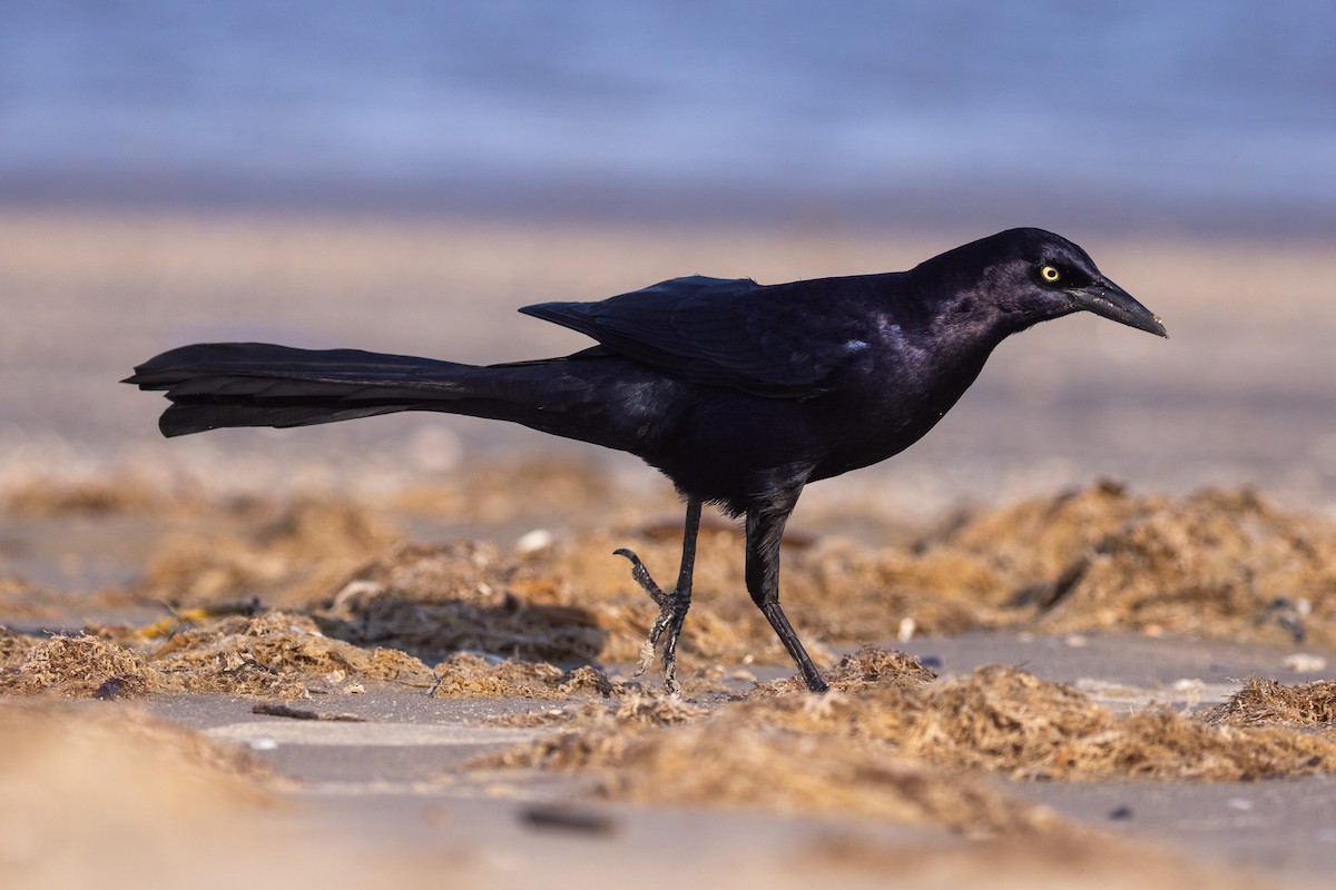 Great-tailed Grackle (Great-tailed) - ML646675363
