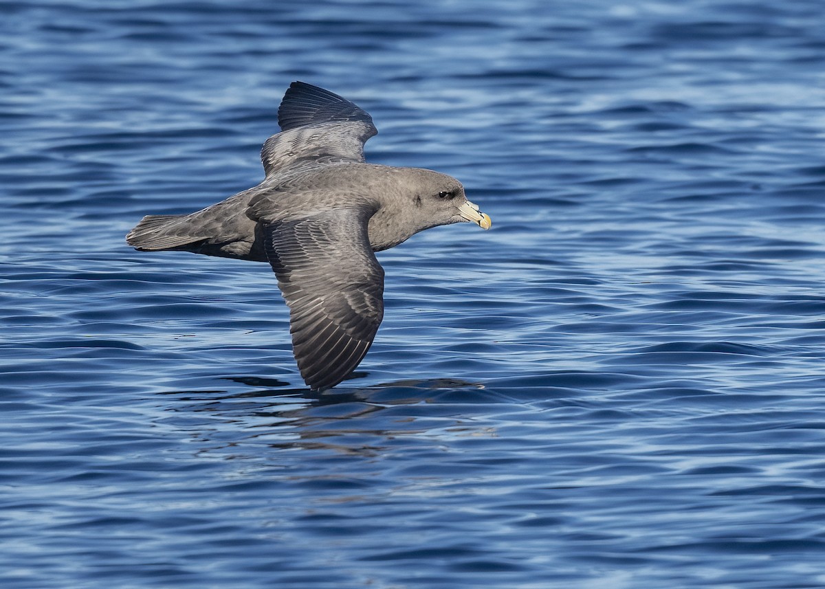Northern Fulmar - ML646675364