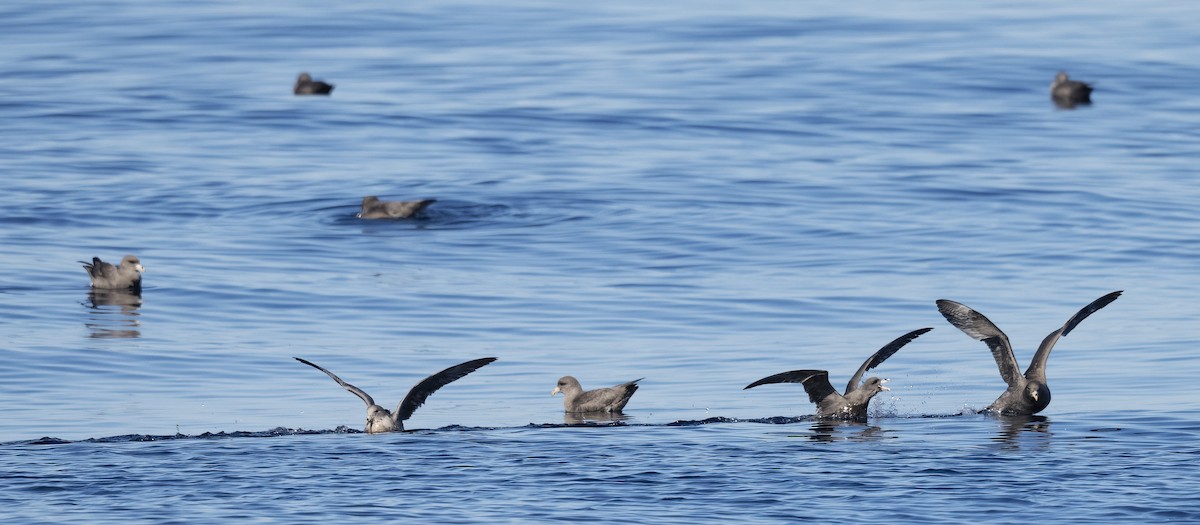 Northern Fulmar - ML646675365