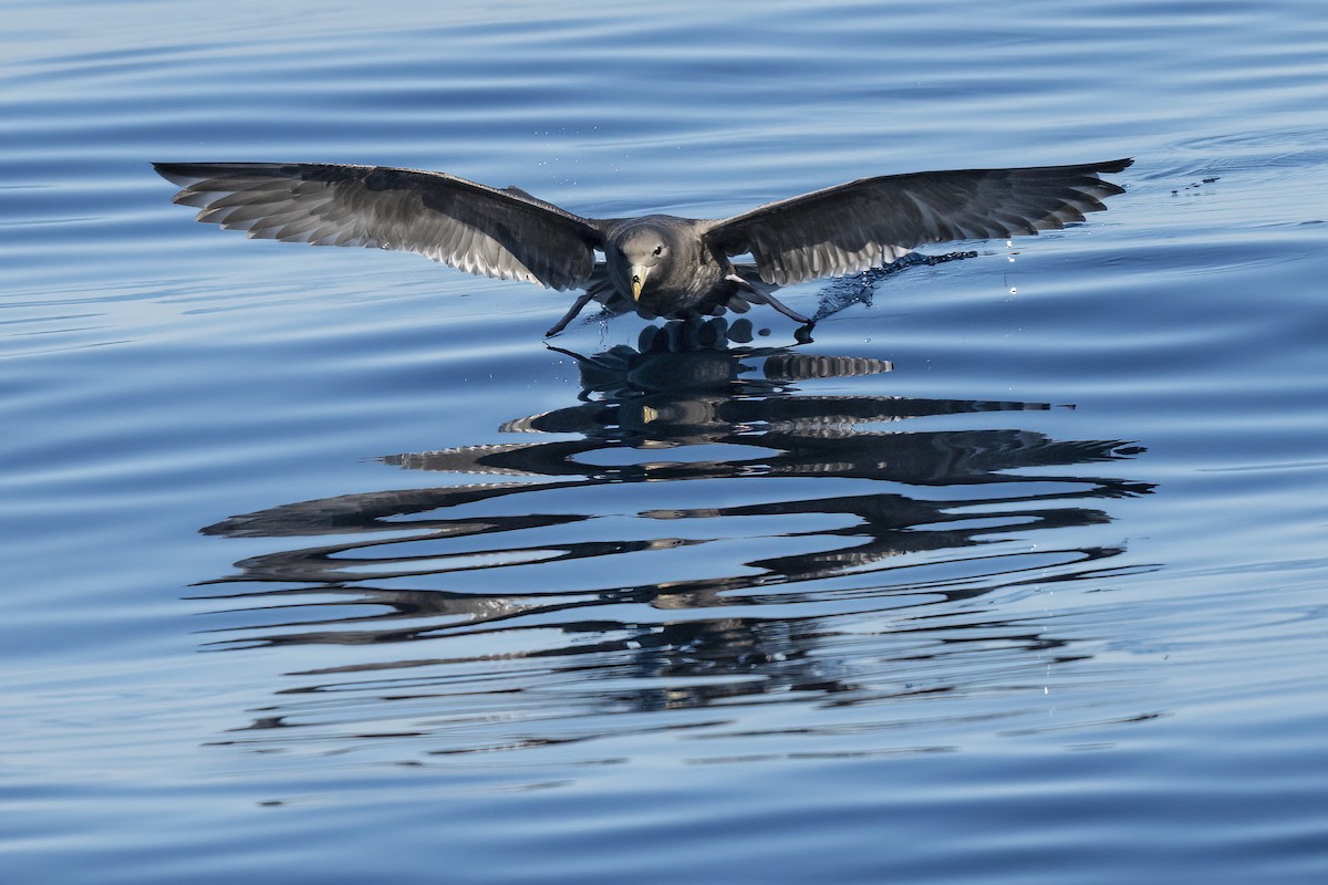 Northern Fulmar - ML646675366