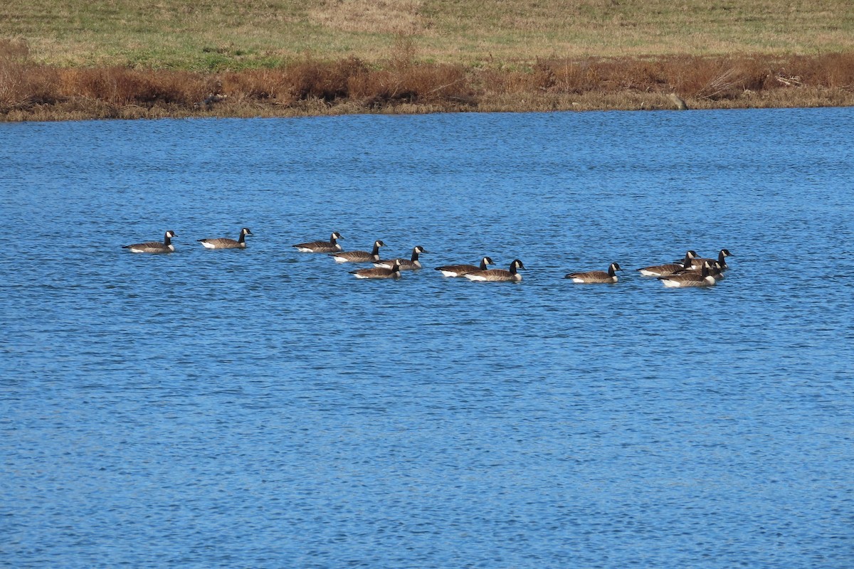 Canada Goose - ML646675369