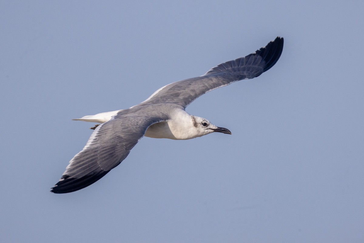 Laughing Gull - ML646675371