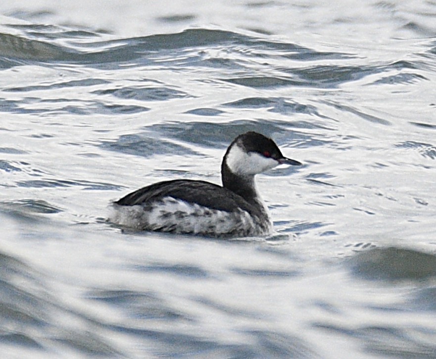 Horned Grebe - ML646675373