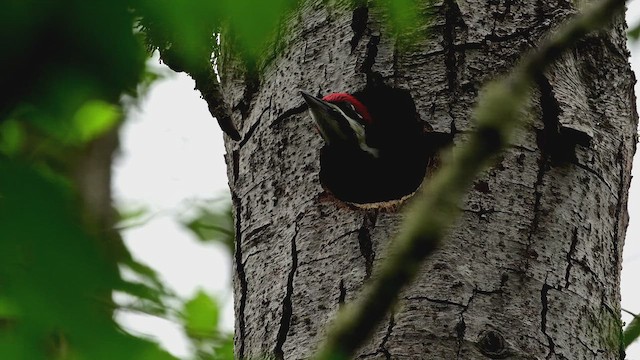 Pileated Woodpecker - ML646675376