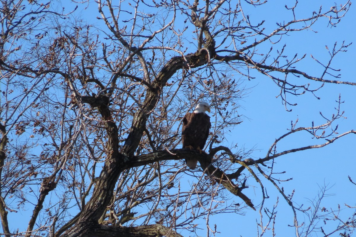 Bald Eagle - ML646675378