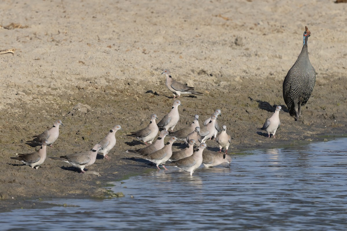 Mourning Collared-Dove - ML646675379
