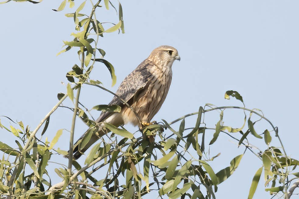 Merlin - ML646675384