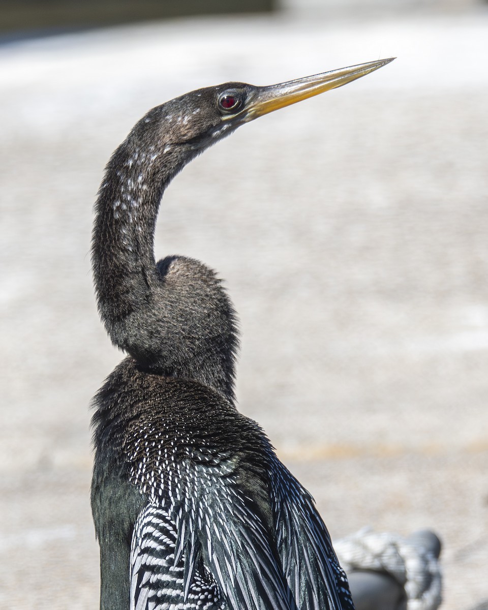 Anhinga - ML646675388