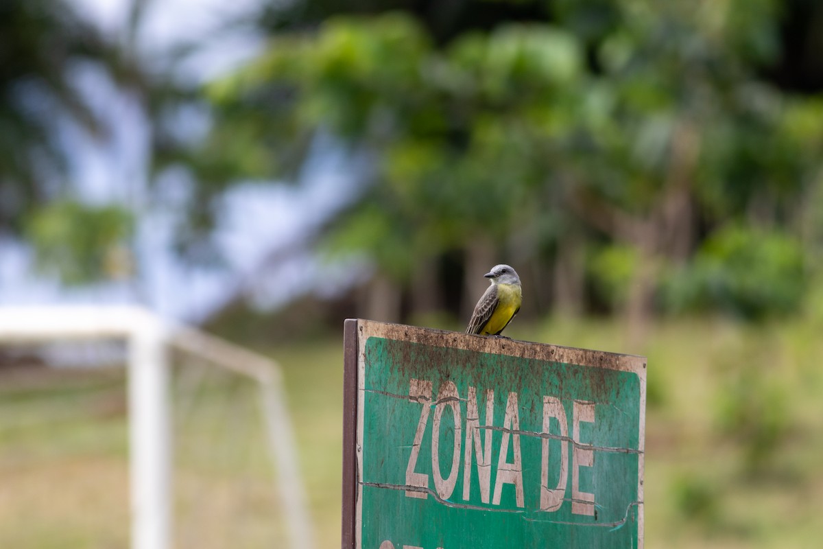 Tropical Kingbird - ML646675390