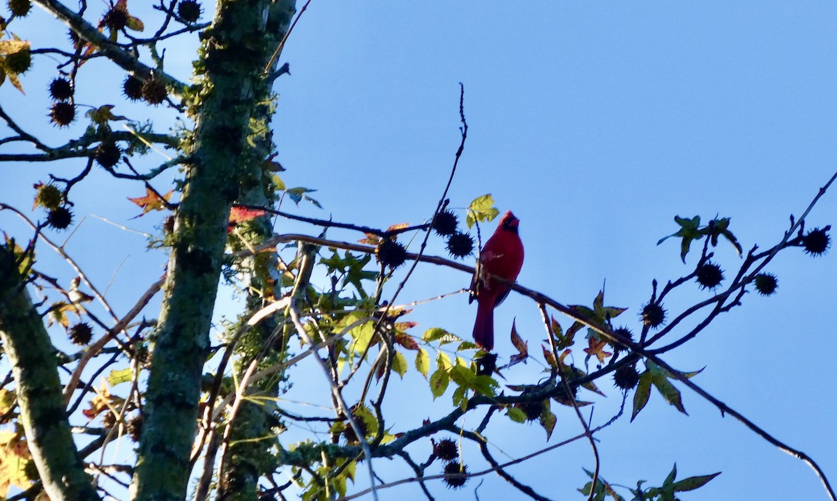 Cardinal rouge - ML646675391