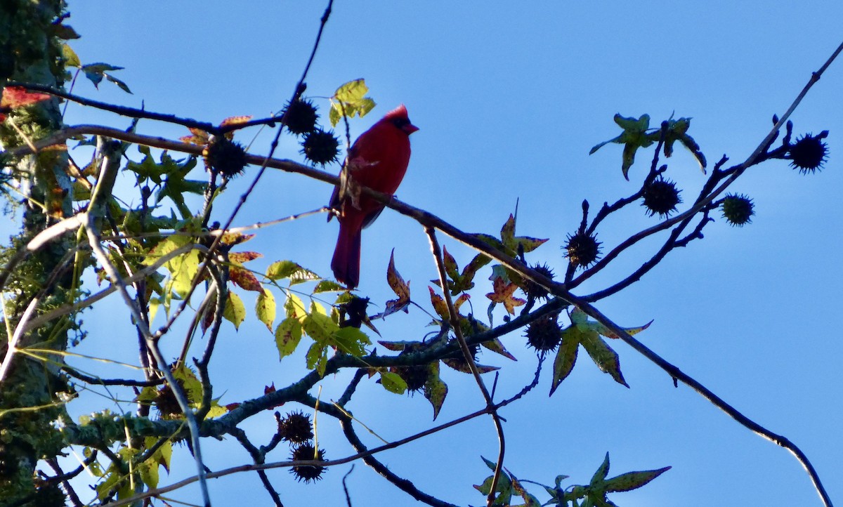 Cardinal rouge - ML646675392