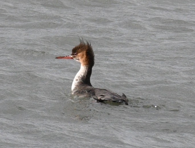 Zerra ertaina - ML646675393