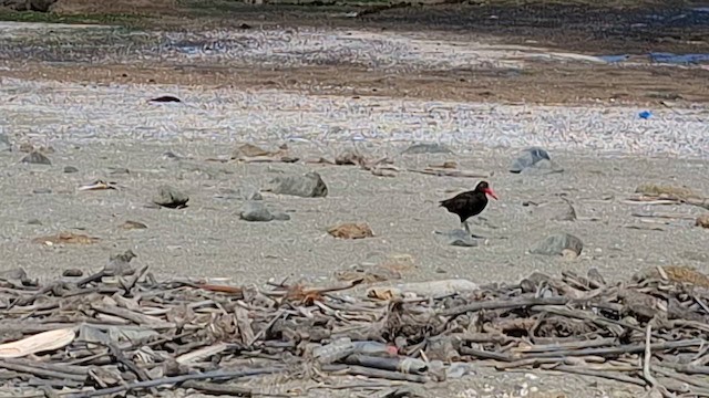 Тёмный кулик-сорока - ML646675394