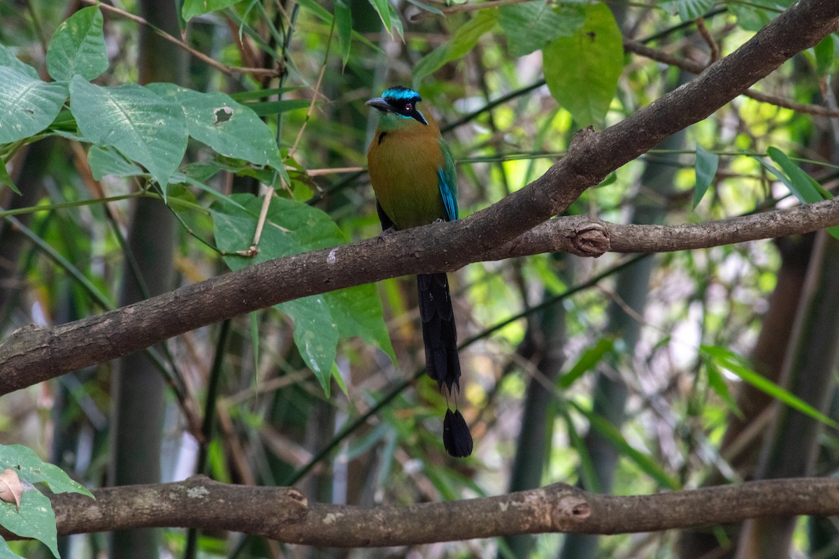 Lesson's Motmot - ML646675396