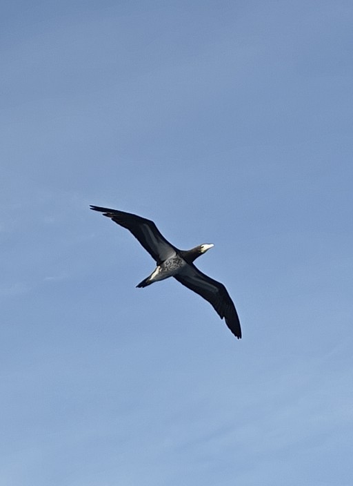Brown Booby - ML646675397