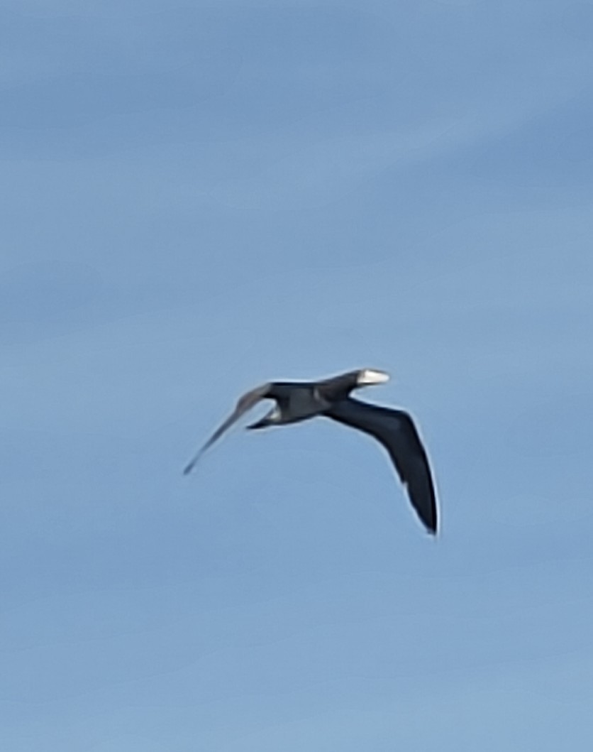 Brown Booby - ML646675398