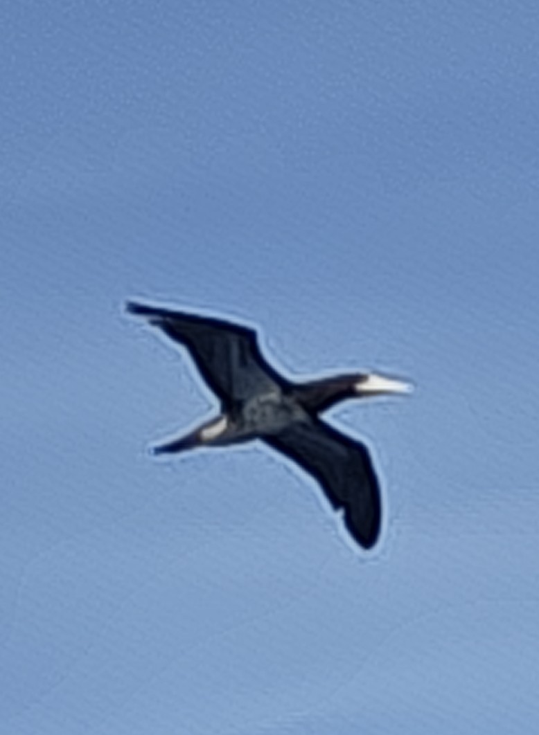 Brown Booby - ML646675399