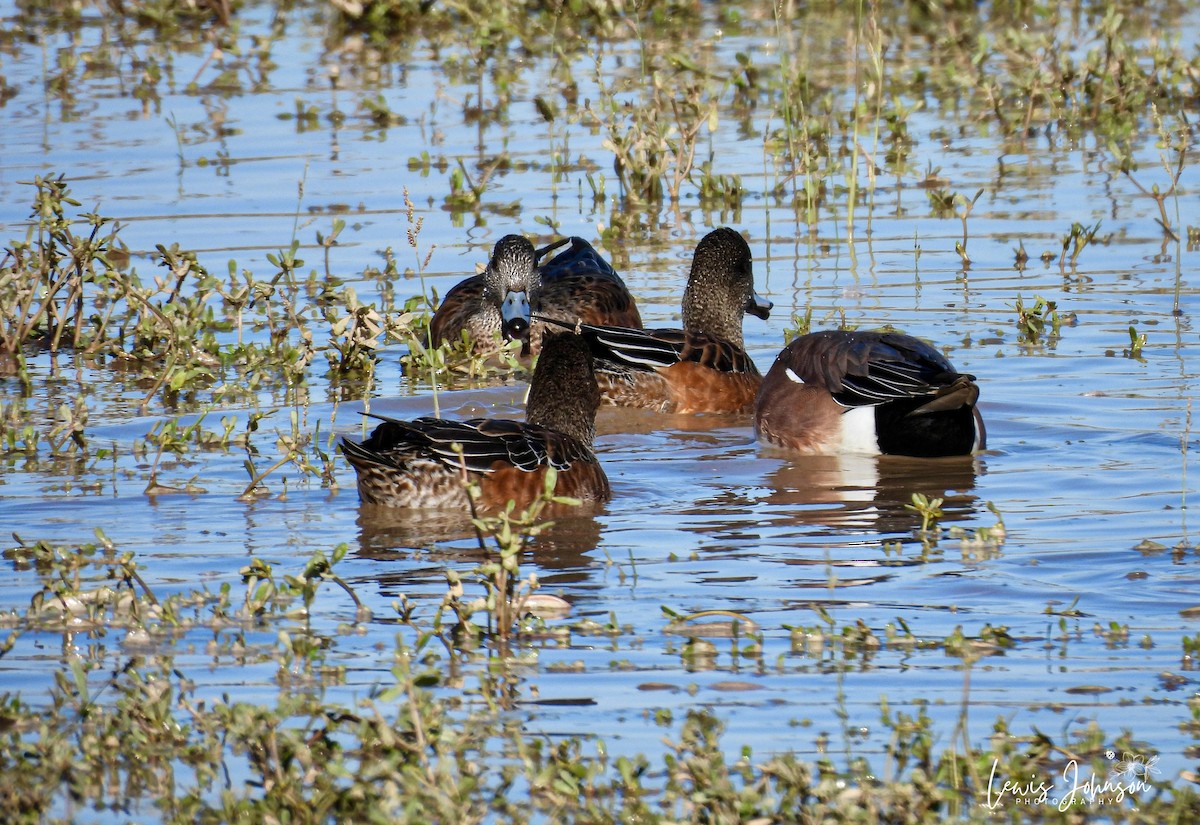 hvízdák americký - ML646675409