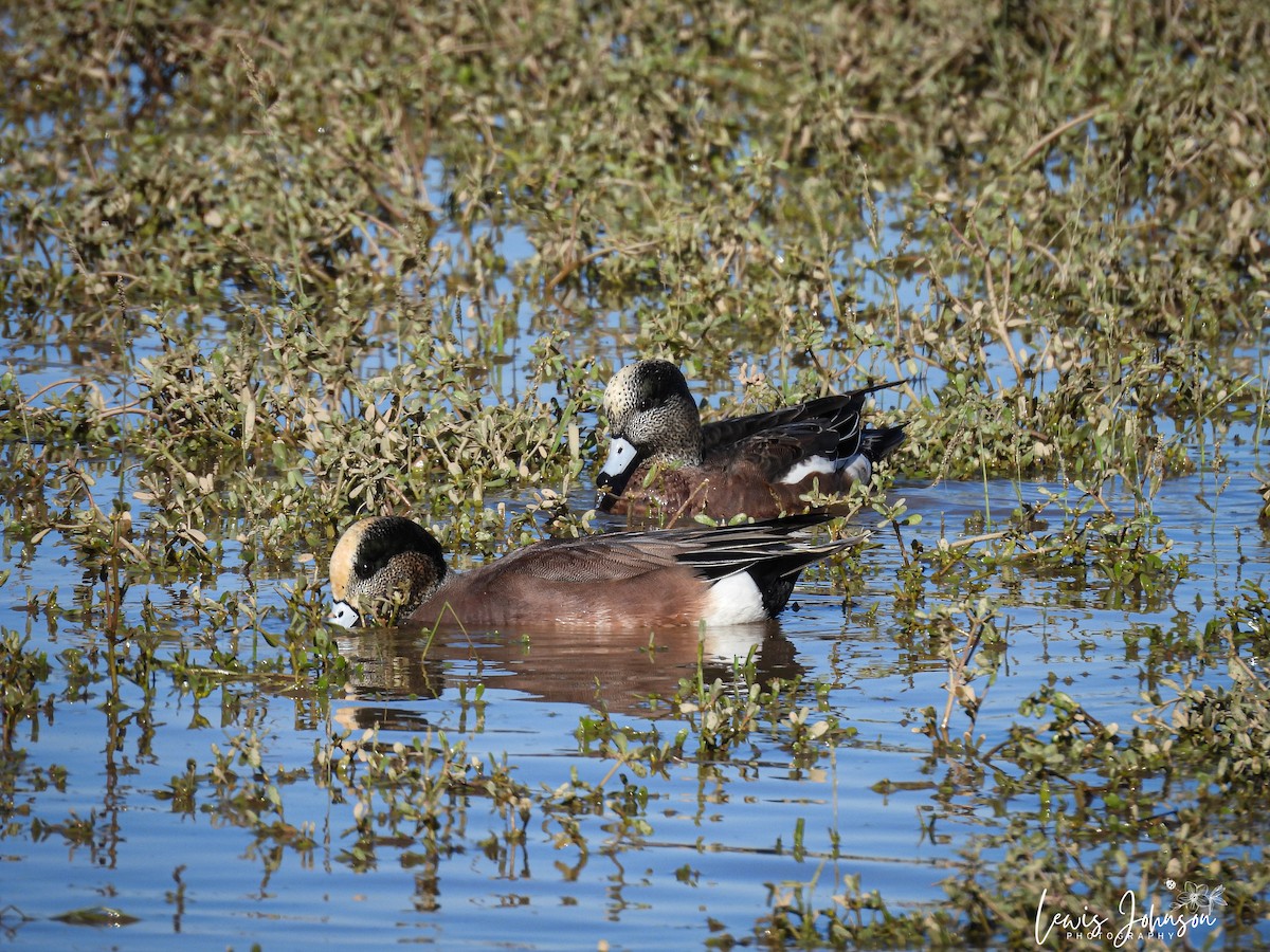 hvízdák americký - ML646675410