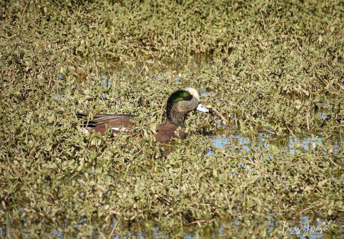 hvízdák americký - ML646675411