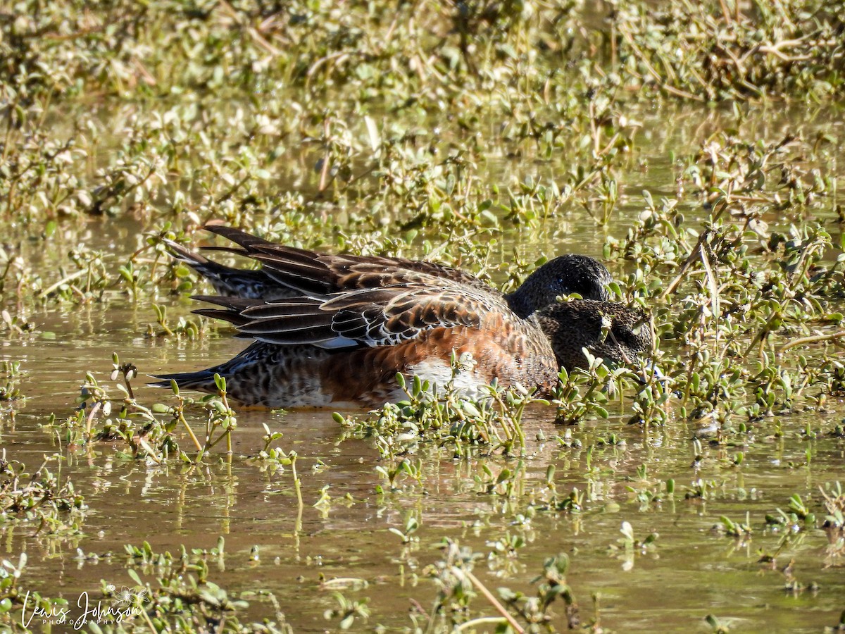 hvízdák americký - ML646675412