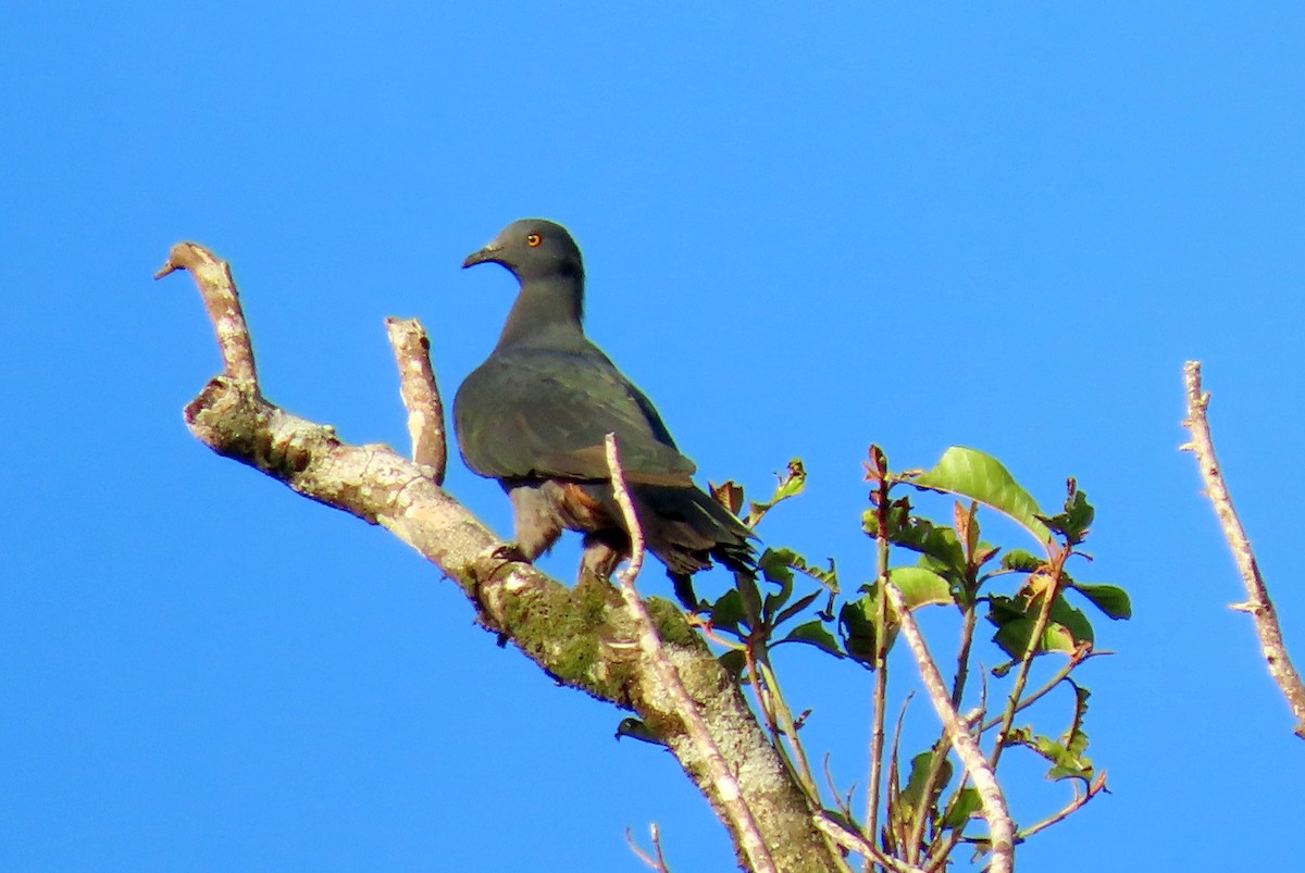 Christmas Island Imperial-Pigeon - ML646675422