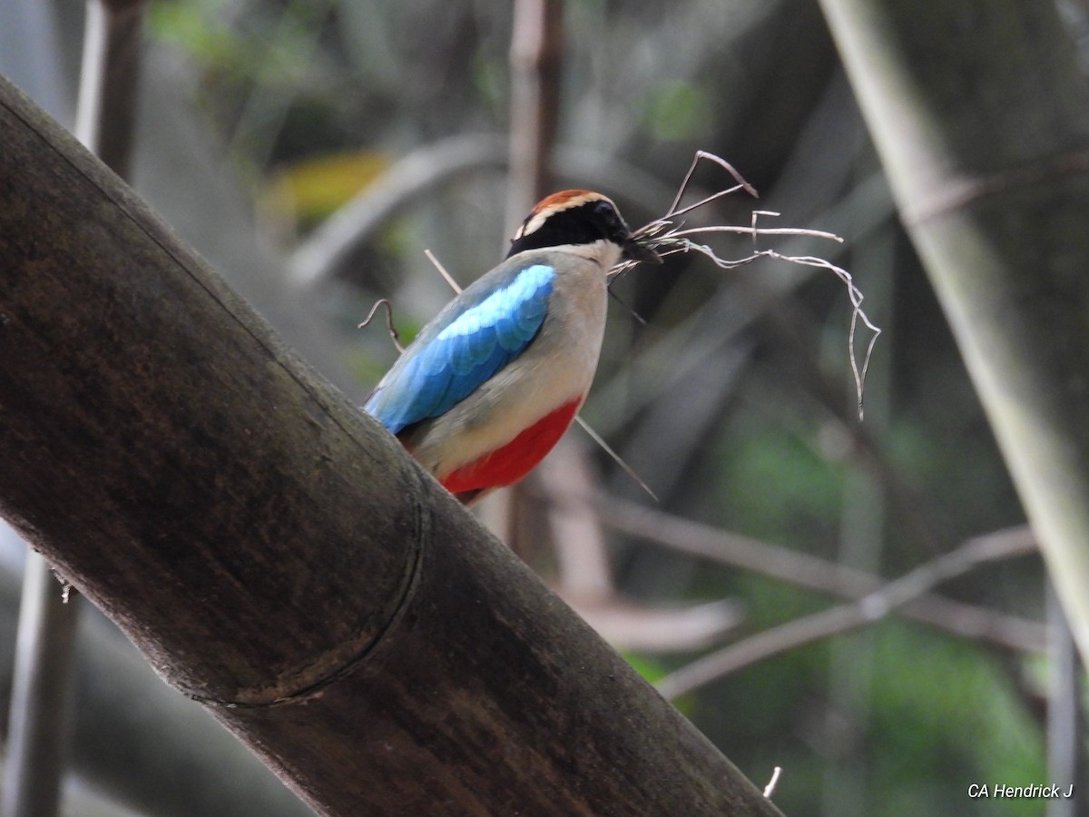 Fairy Pitta - ML646675423