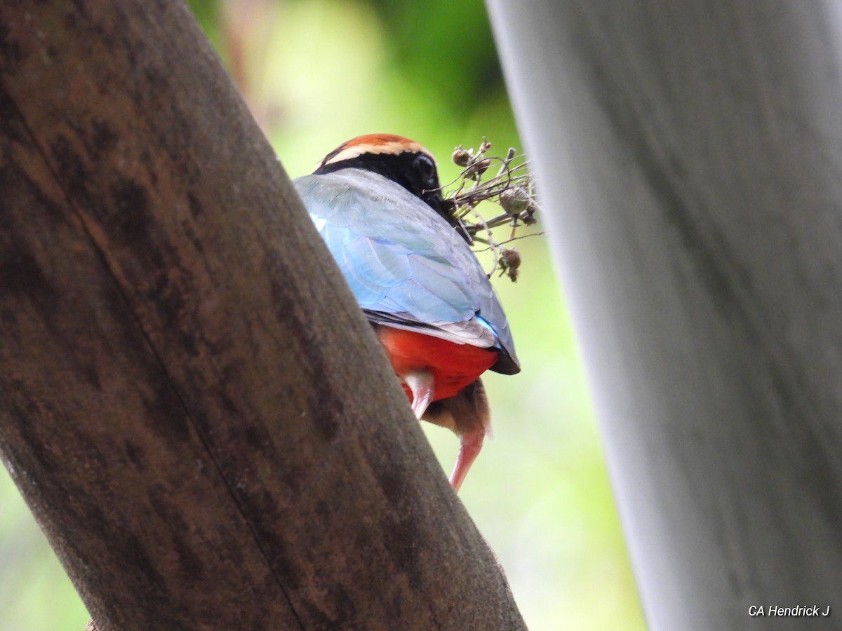 Fairy Pitta - ML646675424