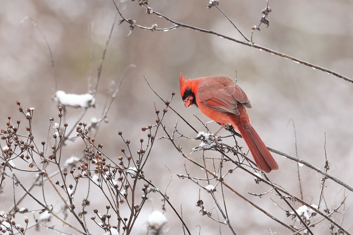 Cardinal rouge - ML646675426